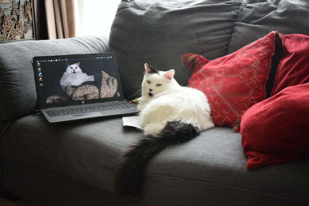 cat on sofa beside laptop